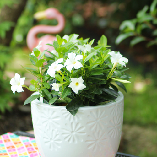 Mandevilla