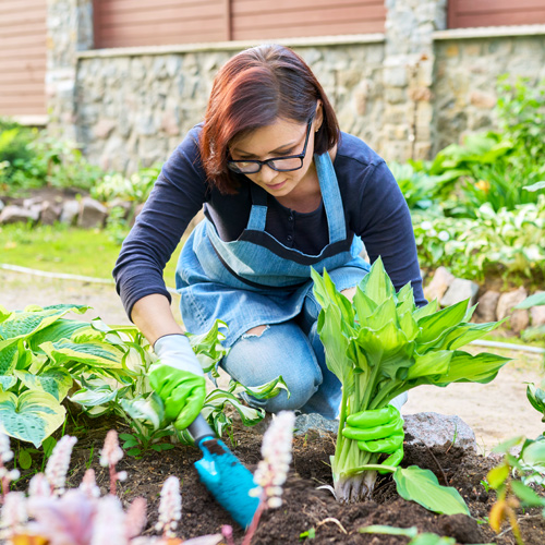 planting tropicals