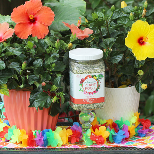 calloway's tropical plant food