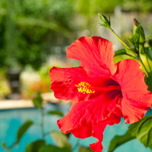 tropical oasis