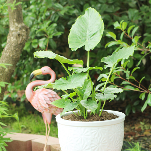 elephant ears