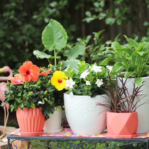 tropical plants