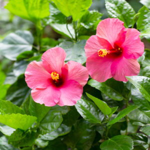 tropical hibiscus
