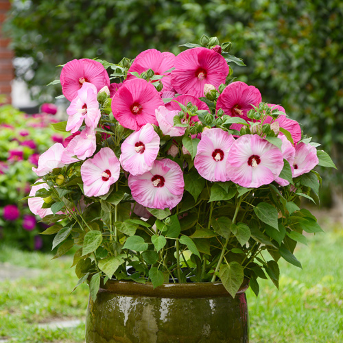 perennial hibiscus