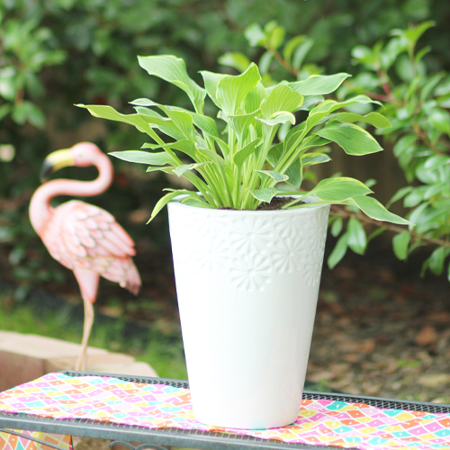 hosta
