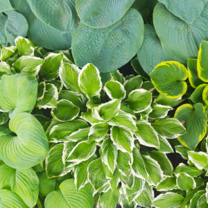 hosta plants