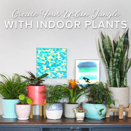 decorating with indoor plants