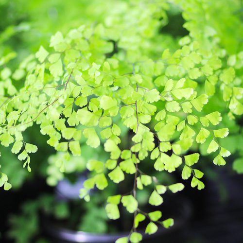 maidenhair fern