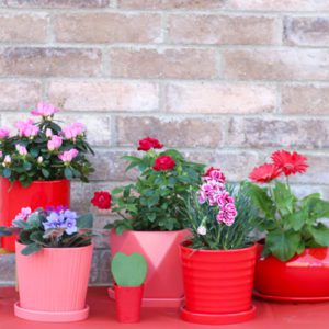 flowers for valentine's day