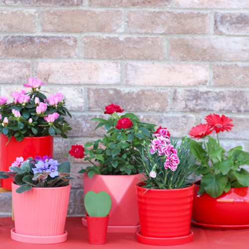 flowers for valentine's day