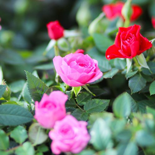 roses