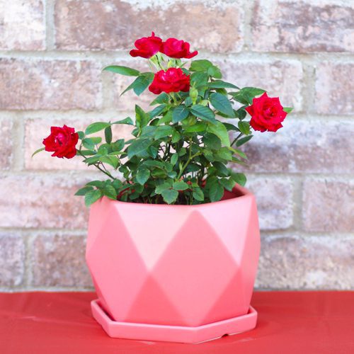 miniature roses