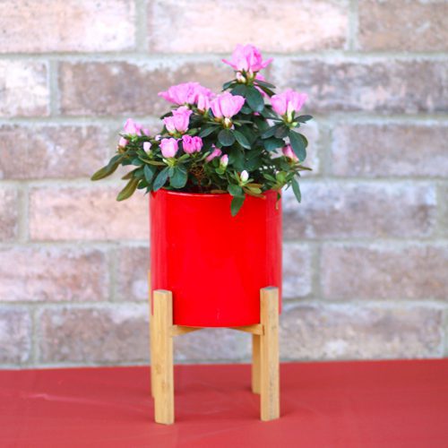 indoor azaleas