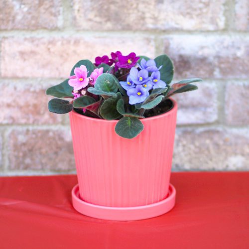 african violets