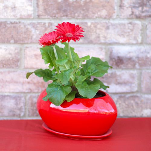 gerbera daisy