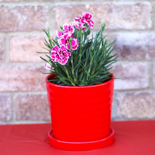 carnations