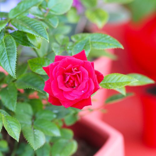 rose