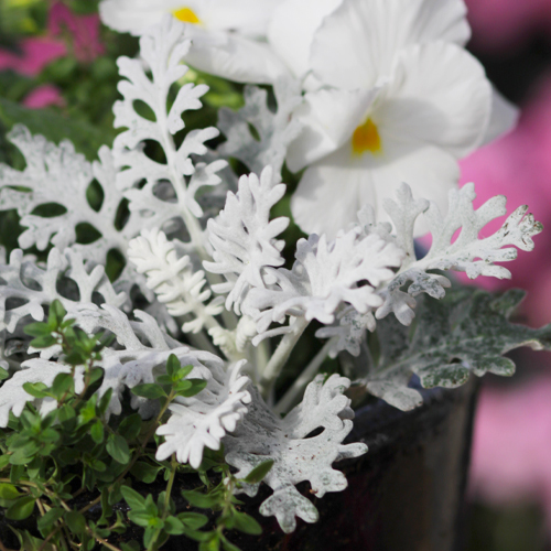 dusty miller