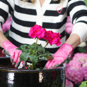 geraniums