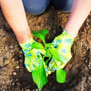 pepper plant