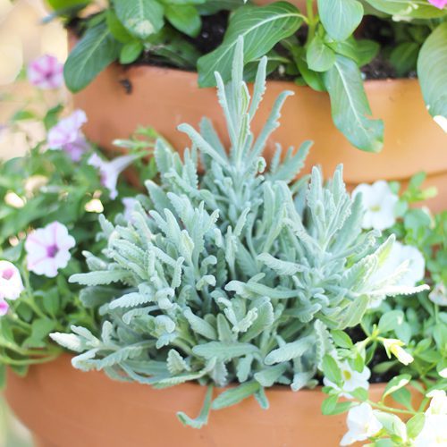 Vertical Planter DIY Bottom Tier | Calloway's Nursery