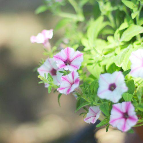 Supertunia® Mini Vista Pink Star™ Petunias | Calloway's Nursery
