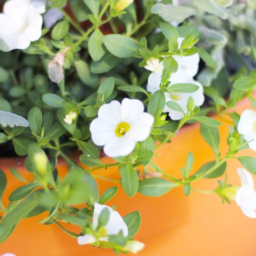 Vertical Planter DIY Top Tier With Superbells White Calibrachoa | Calloway's Nursery