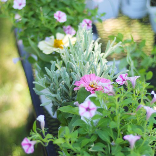 Vertical Planter DIY Flowers | Calloway's Nursery