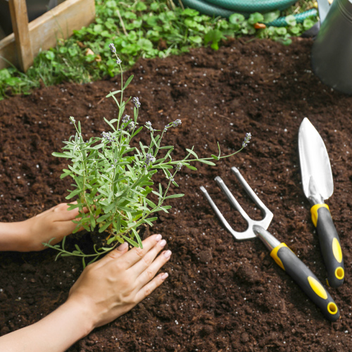 water wise perennials