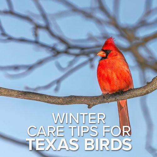 winter birding care tips