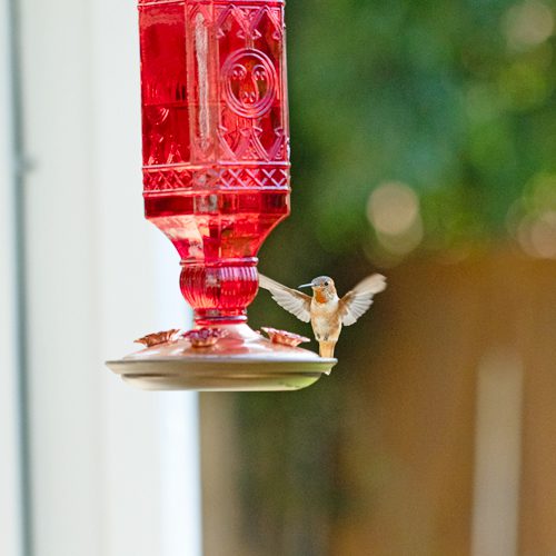 hummingbird feeder