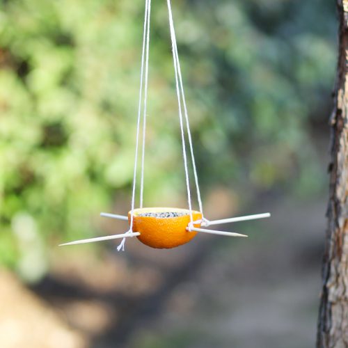 homemade bird feeder