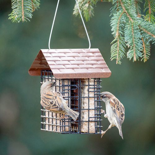 suet cake feeder