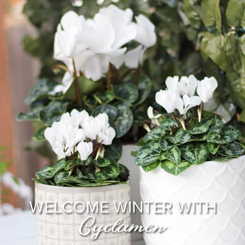 Winter Cyclamen for Winter-Themed Container Garden | Calloway's Nursery