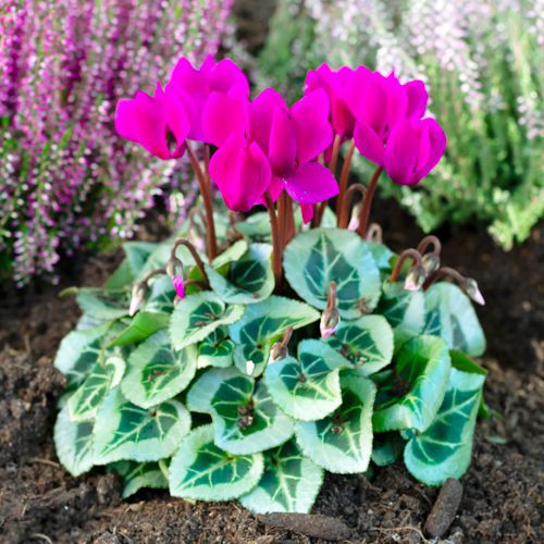Planting Cyclamen in Flowerbeds for Winter-Themed Container Garden | Calloway's Nursery