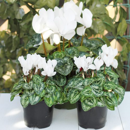 How to Plant Cyclamen for Winter-Themed Container Garden | Calloway's Nursery