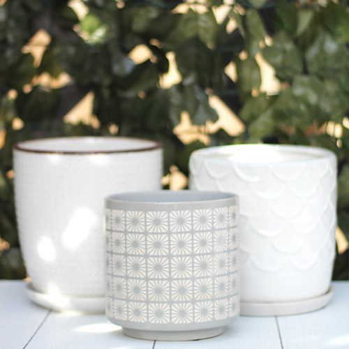 White Plant Pottery for Winter-Themed Container Garden | Calloway's Nursery