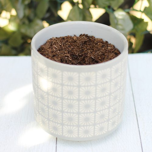 Calloway’s Premium Container Potting Soil in White Plant Pottery for Winter-Themed Container Garden | Calloway's Nursery