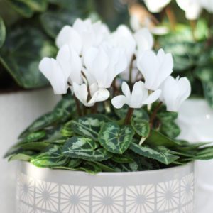 plant cyclamen