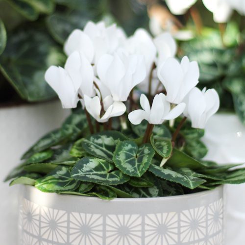 Plant Cyclamen for Winter-Themed Container Garden | Calloway's Nursery