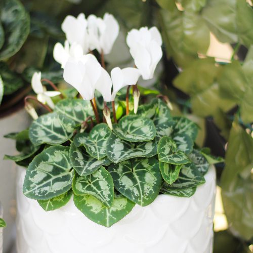 White Cyclamen Pottery for Winter-Themed Container Garden | Calloway's Nursery