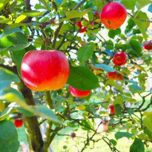 apples
