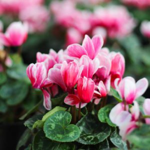 cyclamen