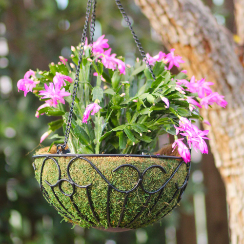 christmas cactus