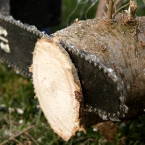 christmas tree care