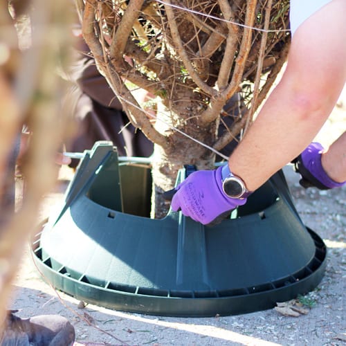 placing christmas trees in tree stands