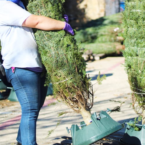 placing christmas tree on pallet