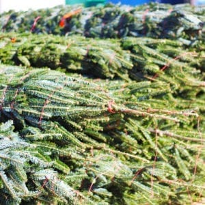living christmas trees in stack
