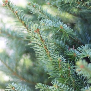 noble fir
