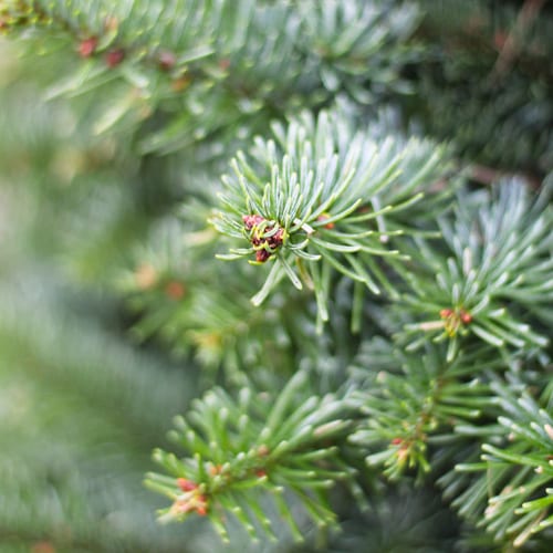 noble fir christmas tree